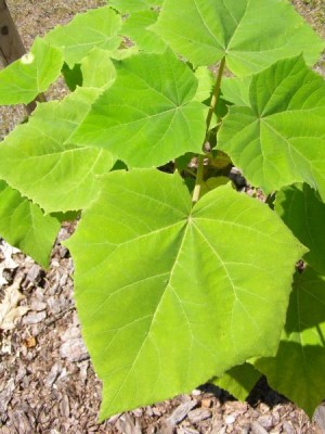 Pavlonie fargesova, 2006 Paulownia fargesii