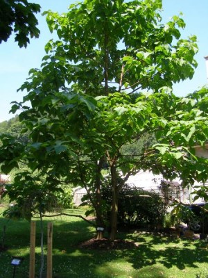 Pavlonie plstnatá, císařská, 2006 Paulownia tomentosa