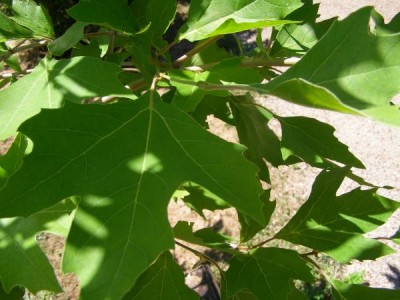 Platan východní,  2006 Platanus orientalis