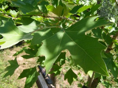 Platan východní,  2006 Platanus orientalis