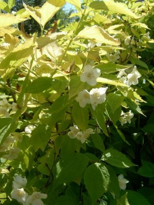 Pustoryl věncový, nepravý jasmín- pestrolistá forma, 2006 Philadelphus coronarius ´Aureus´