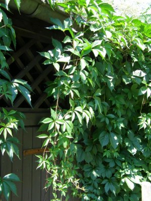 Přísavník pětilistý, psí víno, 2006 Parthenocissus quinquefolia