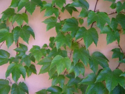 Přísavník trojlaločný, loubinec,  2006 Parthenocissus tricuspidata ´Veitchii´