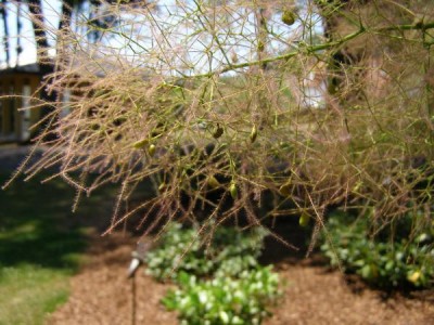 Ruj vlasatá,  2006 Cotinus coggygria