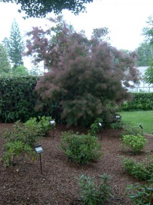 Ruj vlasatá, 2006 Cotinus coggygria