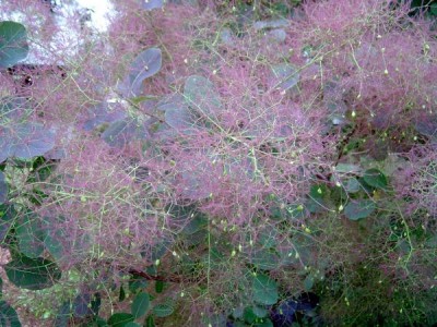 Ruj vlasatá, 2006 Cotinus coggygria