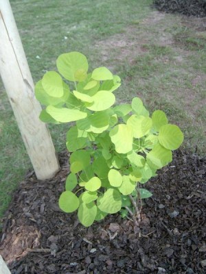Ruj vlasatá - pestrolistá forma, 2006 Cotinus coggygria ´Golden spirit´