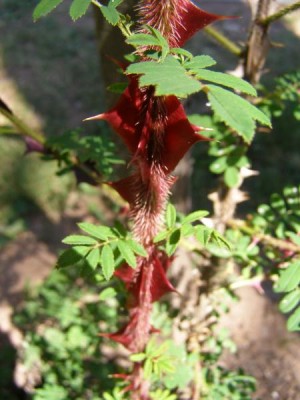 Růže omejská, křídloostná, 2006 Rosa omeiensis ´Pteracantha´