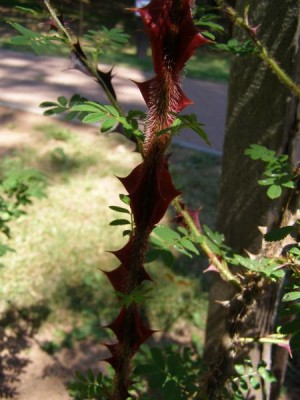 Růže omejská, křídloostná, 2006 Rosa omeiensis ´Pteracantha´