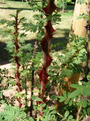 Růže omejská, křídloostná, 2006 Rosa omeiensis ´Pteracantha´