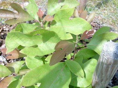 Sasafr bělavý,  2006 Sassafras albidum