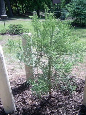 Sekvojovec obrovský, po výsadbě 2006 Sequiadendron giganteum ´Bultinck yellow´