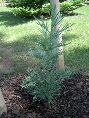 Sekvojovec obrovský, po výsadbě 2006 Sequiadendron giganteum ´Glaucum´