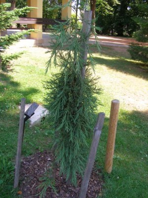 Sekvojovec obrovský - převislý, 2006 Sequiadendron giganteum ´Pendulum´