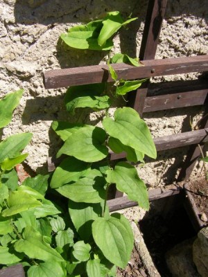 Popínavka (Smilax hispida), 2006