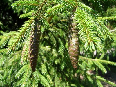Smrk východní, 2006 Picea orientalis