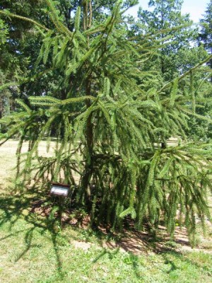 Smrk ztepilý - hadí smrk, 2006 Picea abies ´Viminalis´