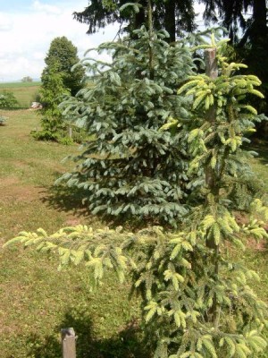 Smrk černý, 2006 Picea mariana ´Aurea´