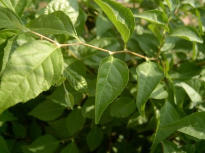Sturač japonský,  2006 Styrax japonica