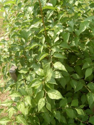 Sturač japonský, 2006 Styrax japonica