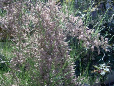 Tamaryšek drobnokvětý,  2006 Tamarix parviflora