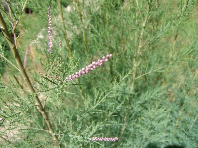 Tamaryšek pětimužný,  2006 Tamarix pentadra