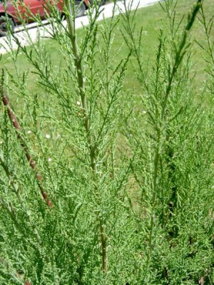 Tamaryšek pětimužný, 2006 Tamarix pentadra