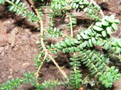 Tis červený,  2006 Taxus baccata ´Amersfort´