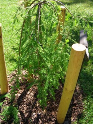 Tisovec dvouřadý - převislý, 2006 Taxodium distichum ´Cascade falls´