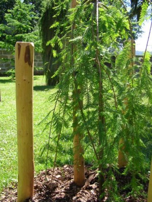 Tisovec dvouřadý - převislý, 2006 Taxodium distichum ´Cascade falls´