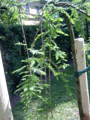 Tisovec dvouřadý - převislý, 2006 Taxodium distichum ´Cascade falls´