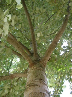 Topol  Androscogův, 2006 Populus androscoggin