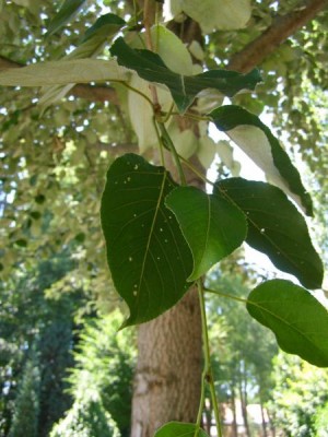 Topol  Androscogův, 2006 Populus androscoggin