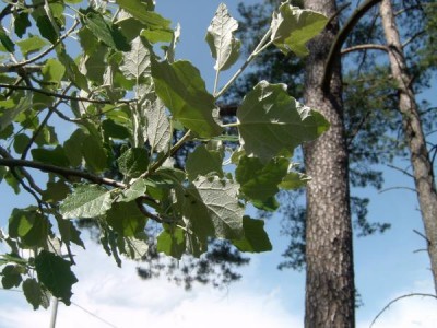 Topol bílý, 2006 Populus alba ´Linda´