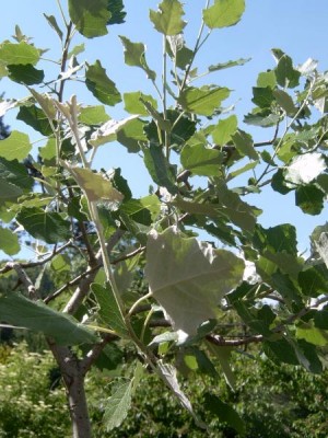 Topol bílý, 2006 Populus alba ´Linda´