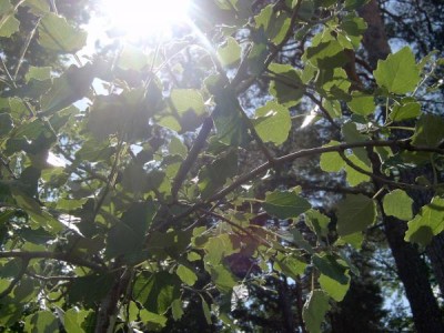 Topol bílý, 2006 Populus alba ´Linda´