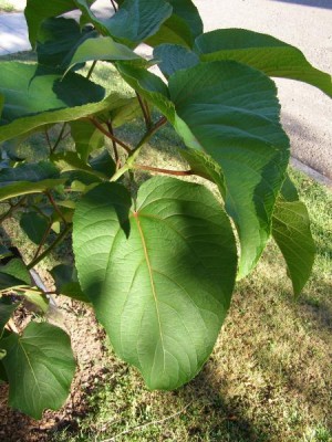 Topol chlupatý, 2006 Populus lasiocarpa