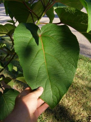 Topol chlupatý, 2006  Populus lasiocarpa