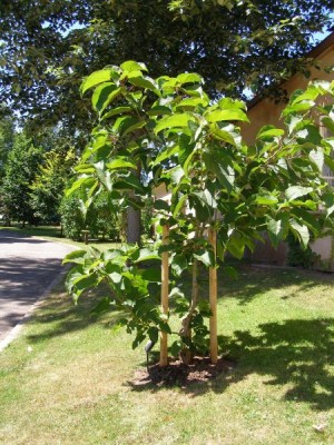 Topol chlupatý, 2006  Populus lasiocarpa