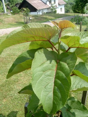 Topol chlupatý, 2006 Populus lasiocarpa