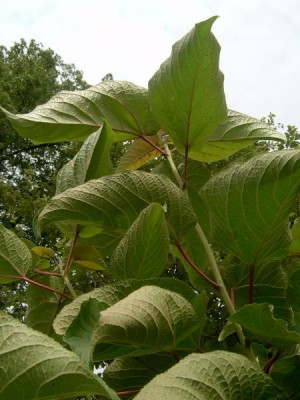 Topol chlupatý, 2006 Populus lasiocarpa