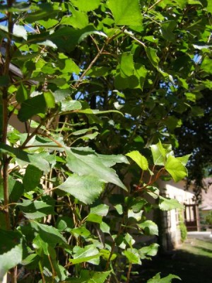 Topol černý - sloupovitý, 2006 Populus nigra ´Italica´