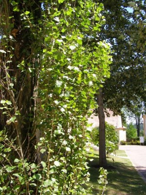 Topol černý - sloupovitý, 2006 Populus nigra ´Italica´