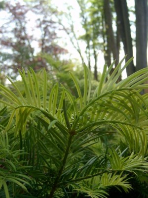Torreya kalifornská, 2006 Torreya californica