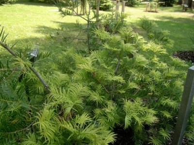 Torreya kalifornská,  2006 Torreya californica