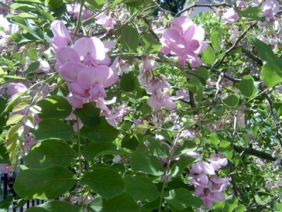 Trnovník huňatý,  2006 Robinia hispida