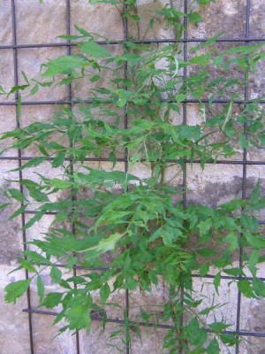 Trubač kořenující, 2006 Campsis radicans