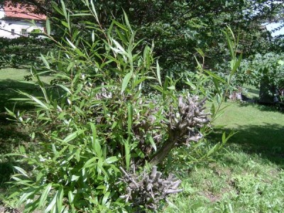 Vrba košařská, konopina,  2006 Salix viminalis