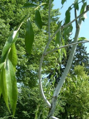 Vrba lesklá, 2006 Salix lucida