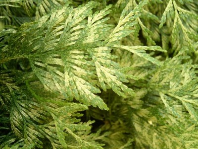 Zerav obrovský, 2006 Thuja plicata ´Zebrina´